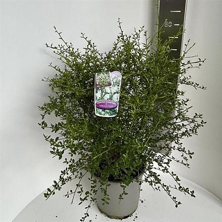 Ceanothus thyr. 'Millerton Point' Pot 10 liter 40 - 50 cm