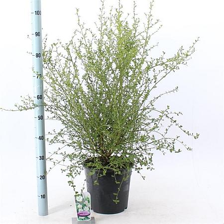 Ceanothus thyr. 'Millerton Point' Pot 10 liter 40 - 50 cm