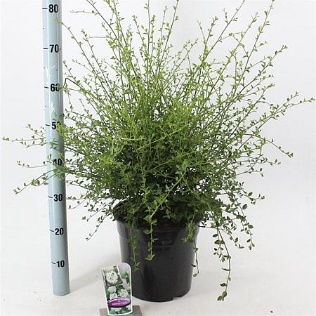 Ceanothus thyr. 'Millerton Point' Pot 10 liter 40 - 50 cm