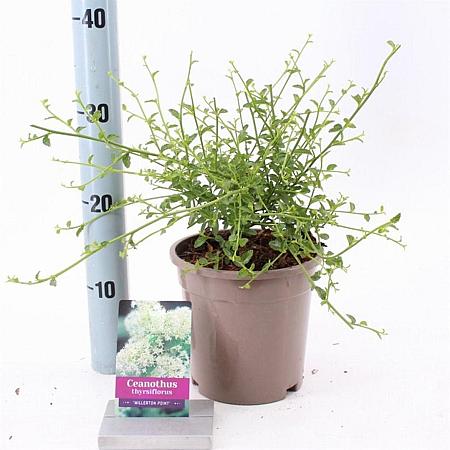 Ceanothus thyr. 'Millerton Point' Pot 2 liter 25-30cm
