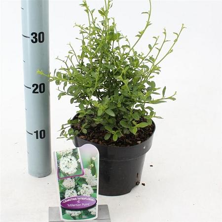 Ceanothus thyr. 'Millerton Point' Pot 2 liter 25-30cm
