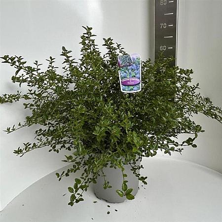 Ceanothus thyrsiflorus repens Pot 10 liter 40 - 50 cm