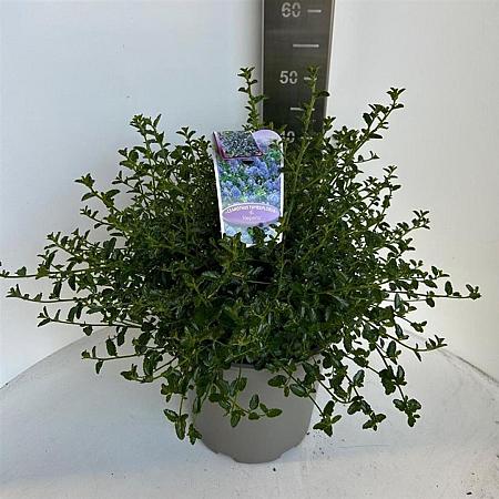 Ceanothus thyrsiflorus repens Pot 10 liter 40 - 50 cm