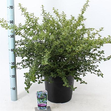 Ceanothus thyrsiflorus repens Pot 10 liter 40 - 50 cm