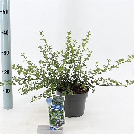 Ceanothus thyrsiflorus repens Pot 2 liter 25-30cm