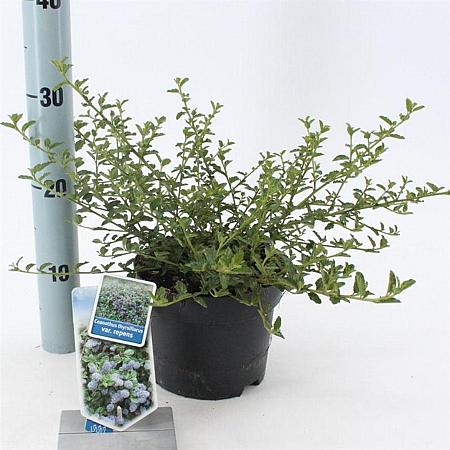 Ceanothus thyrsiflorus repens Pot 2 liter 25-30cm