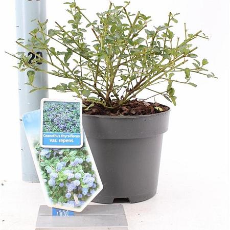 Ceanothus thyrsiflorus repens Pot 2 liter 25-30cm