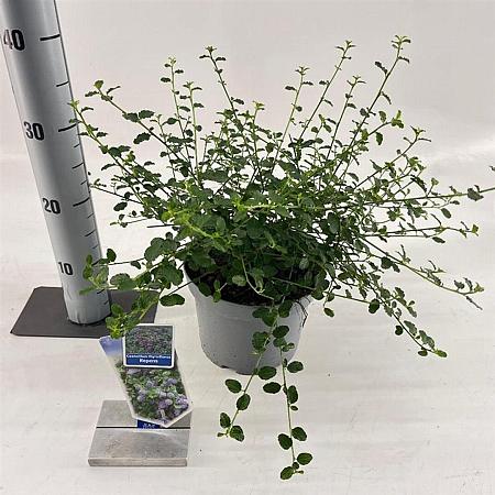 Ceanothus thyrsiflorus repens Pot 3 liter 25-30cm
