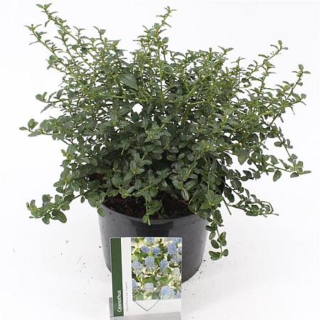 Ceanothus thyrsiflorus repens Pot 5 liter 30-35cm