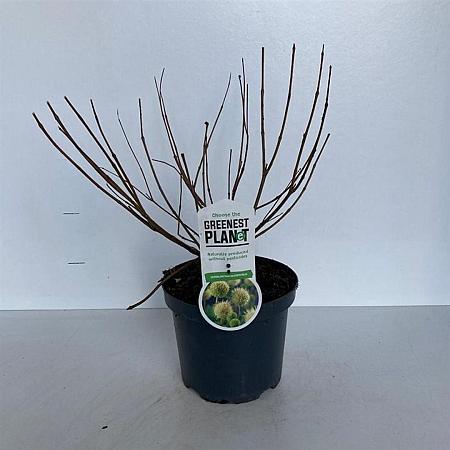 Cephalanthus occidentalis Pot 3 Liter 30 - 40 cm