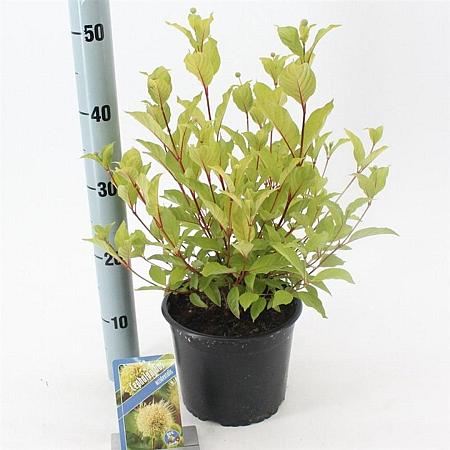 Cephalanthus occidentalis Pot 3 Liter 30 - 40 cm