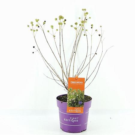 Cephalanthus o. Fiber Optics Pot 3 Liter 40 - 50 cm