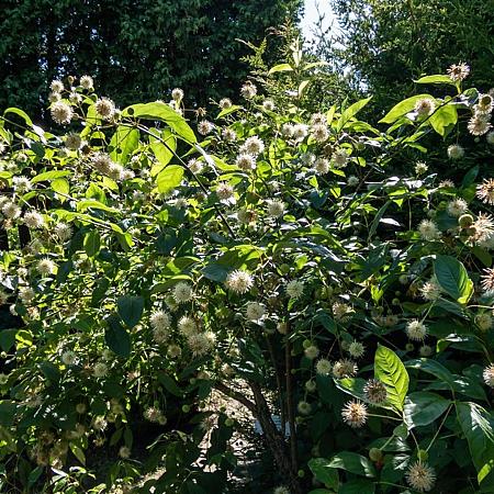 Cephalanthus o. Fiber Optics Pot 3 Liter 40 - 50 cm