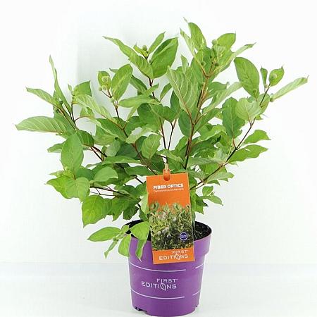 Cephalanthus o. Fiber Optics Pot 3 Liter 40 - 50 cm