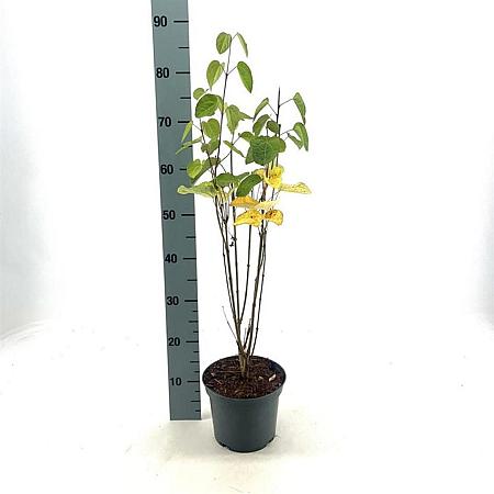 Cercidiphyllum japonicum Pot 3 Liter 40 - 50 cm