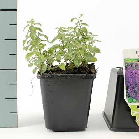Nepeta faassenii Pot 9 cm