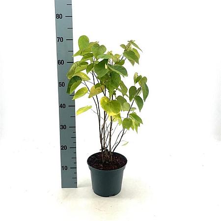 Cercis chinensis Pot 3 Liter 40 - 50 cm