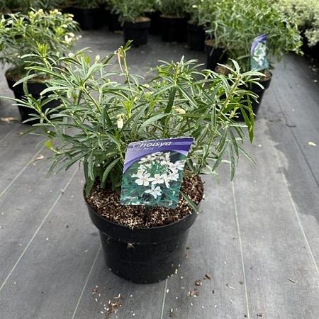 Choisya 'Aztec Pearl' Pot 5 Liter 30 - 40 cm