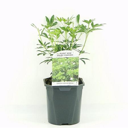Choisya Green Fingers Pot 2 Liter 20 - 30 cm