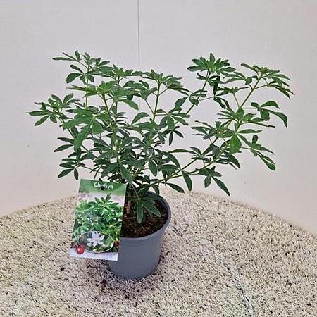 Choisya Green Fingers Pot 2 liter 25-30cm