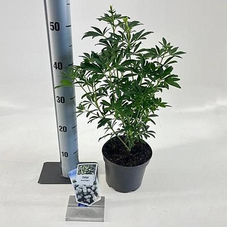 Choisya Green Fingers Pot 2 liter 25-30cm