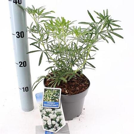 Choisya Green Fingers Pot 2 liter 25-30cm