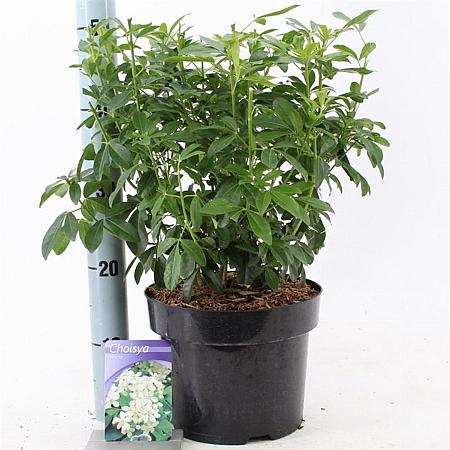 Choisya ternata Pot 5 Liter 30 - 40 cm