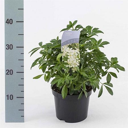 Choisya ternata Pot 2 Liter 20 - 30 cm