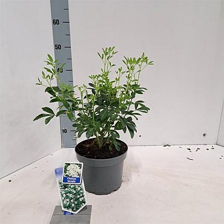 Choisya ternata Pot 3 liter 20-25cm 