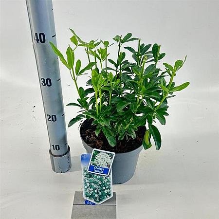 Choisya ternata Pot 3 liter 20-25cm 