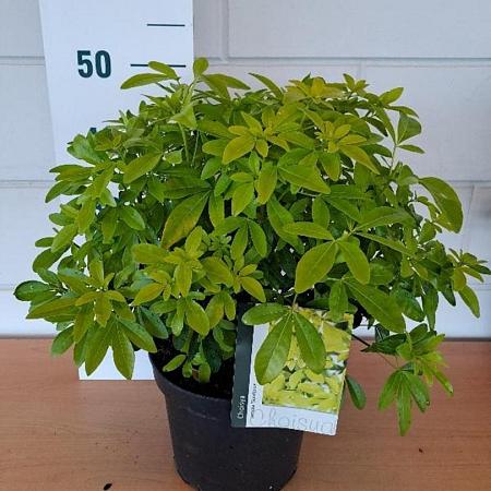 Choisya t. 'Lich' Pot 5 Liter 30 - 40 cm