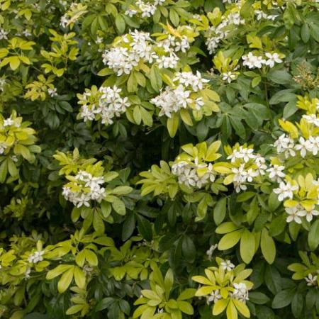 Choisya t. 'Lich' Pot 5 Liter 30 - 40 cm