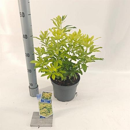 Choisya t. 'Lich' Pot 3 liter 25-30cm