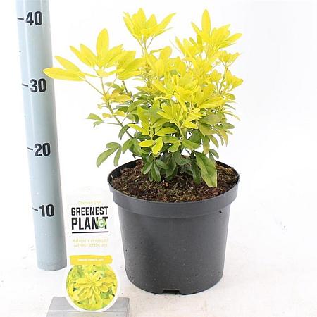 Choisya t. 'Lich' Pot 3 liter 25-30cm