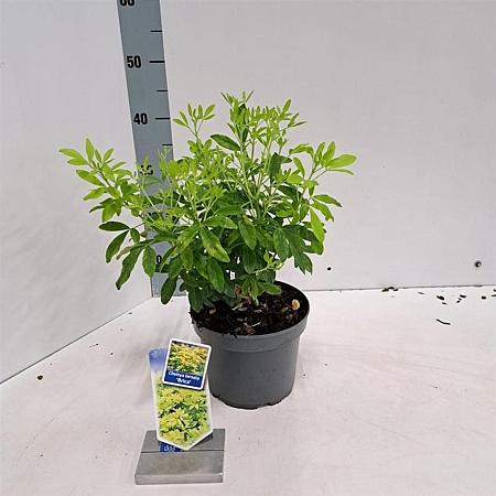Choisya t. 'Lich' Pot 3 liter 25-30cm