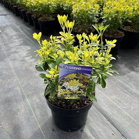 Choisya t. 'Lich' Pot 3 liter 25-30cm