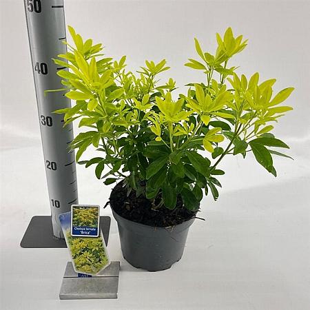 Choisya t. 'Lich' Pot 3 liter 25-30cm