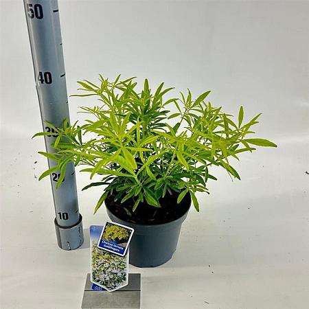 Choisya Goldfingers Pot 3 liter 25-30cm