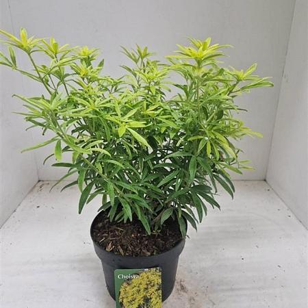 Choisya Goldfingers Pot 3 liter 25-30cm