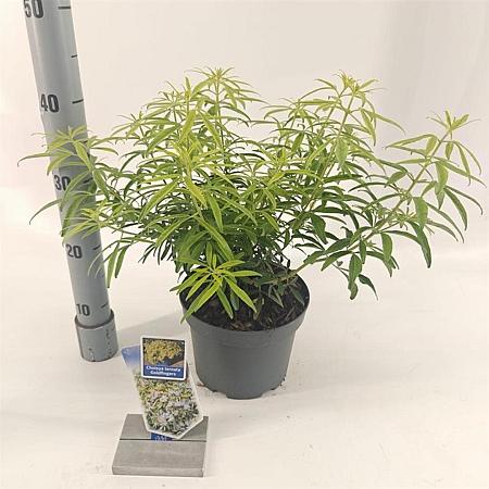 Choisya Goldfingers Pot 3 liter 25-30cm