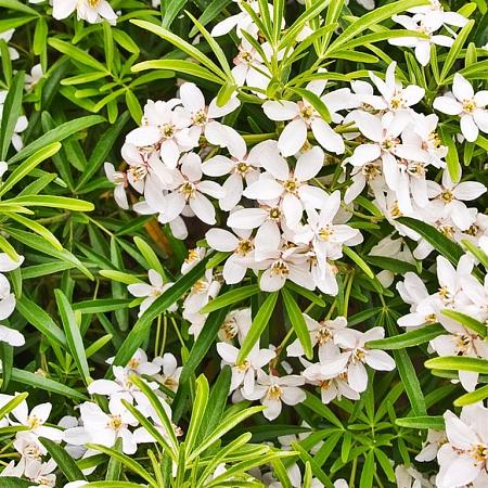 Choisya ternata White Dazzler Pot 5 Liter 30 - 40 cm