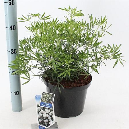 Choisya ternata White Dazzler Pot 5 Liter 30 - 40 cm