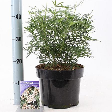 Choisya ternata White Dazzler Pot 5 Liter 30 - 40 cm