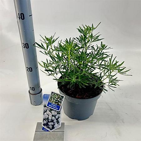 Choisya ternata White Dazzler Pot 3 liter 25-30cm