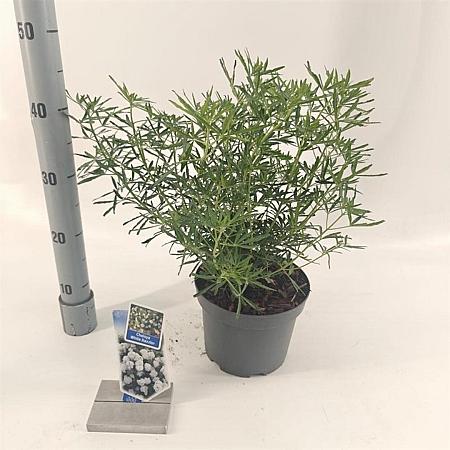 Choisya ternata White Dazzler Pot 3 liter 25-30cm
