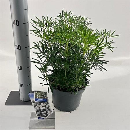 Choisya ternata White Dazzler Pot 3 liter 25-30cm