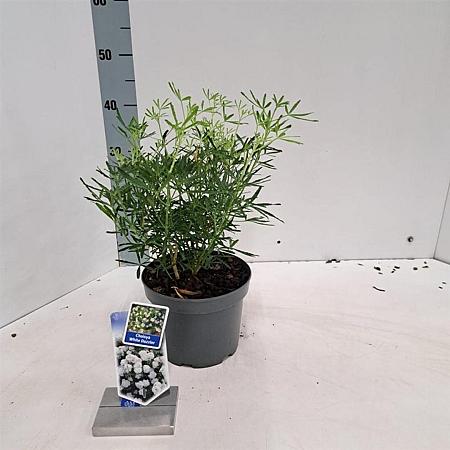 Choisya ternata White Dazzler Pot 3 liter 25-30cm