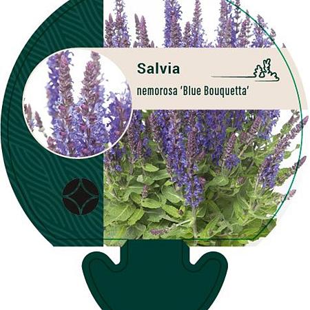 Salvia nem. Blue Bouquetta Pot 9 cm
