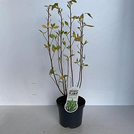 Clethra alnifolia Pot 3 Liter 40 - 50 cm