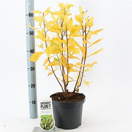 Clethra alnifolia Pot 3 Liter 40 - 50 cm